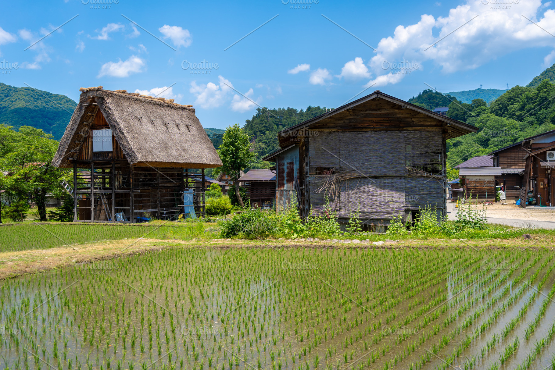 Traditional houses and rice fields in Shirakawa-go, rural Japan, an ...