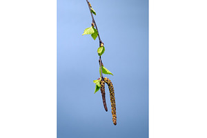Detailed image of a birch branch, a Nature Photo by Rohan Photography