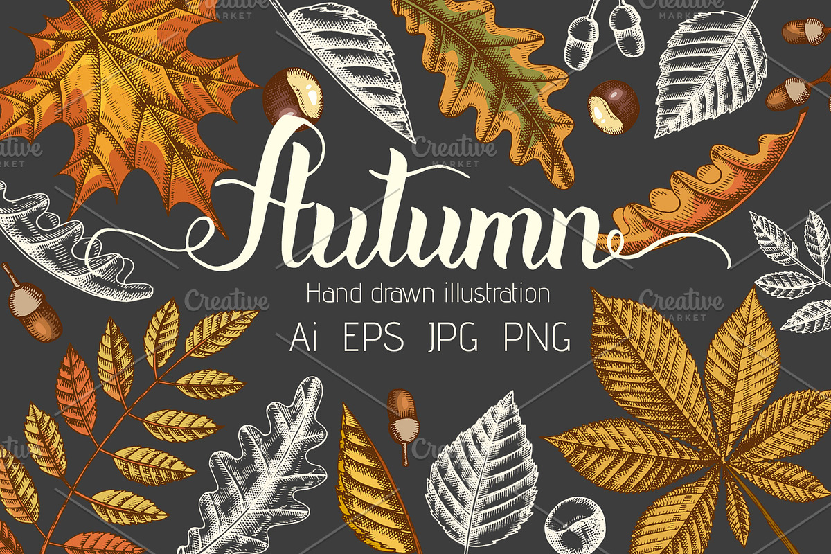 Autumn leaves. Vector Collection, an Illustration by Tabiti (Photo 1 of 9)