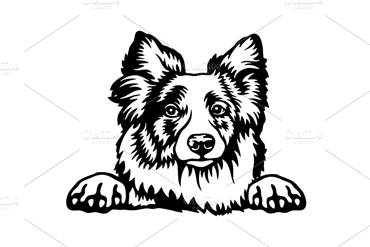 Peeking Border Collie - Dog lover, an Illustration by Digital-Clipart