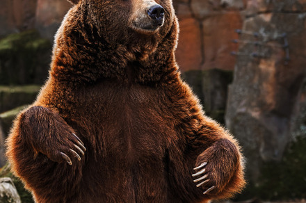 Upright brown bear sitting in a natu, an Animal Photo by Perpis