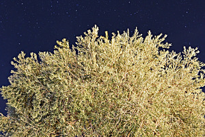 Olive illuminated Starry Night