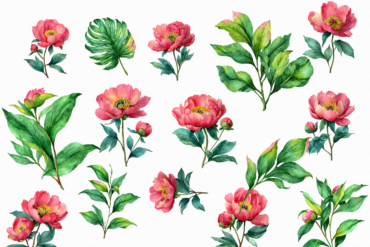 Watercolor Peony Clipart, an Illustration by Libby Wishes (Photo 2 of 4)