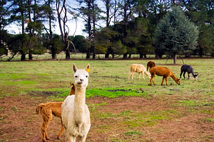 Alpaca, an Animal Photo by THP Creative