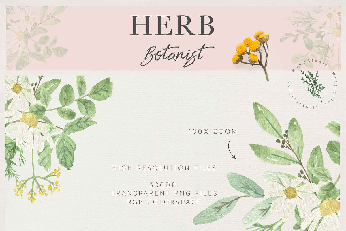 HERB BOTANIST watercolor clipart, a Decorative Illustration by Momo Studio (Photo 15 of 15)