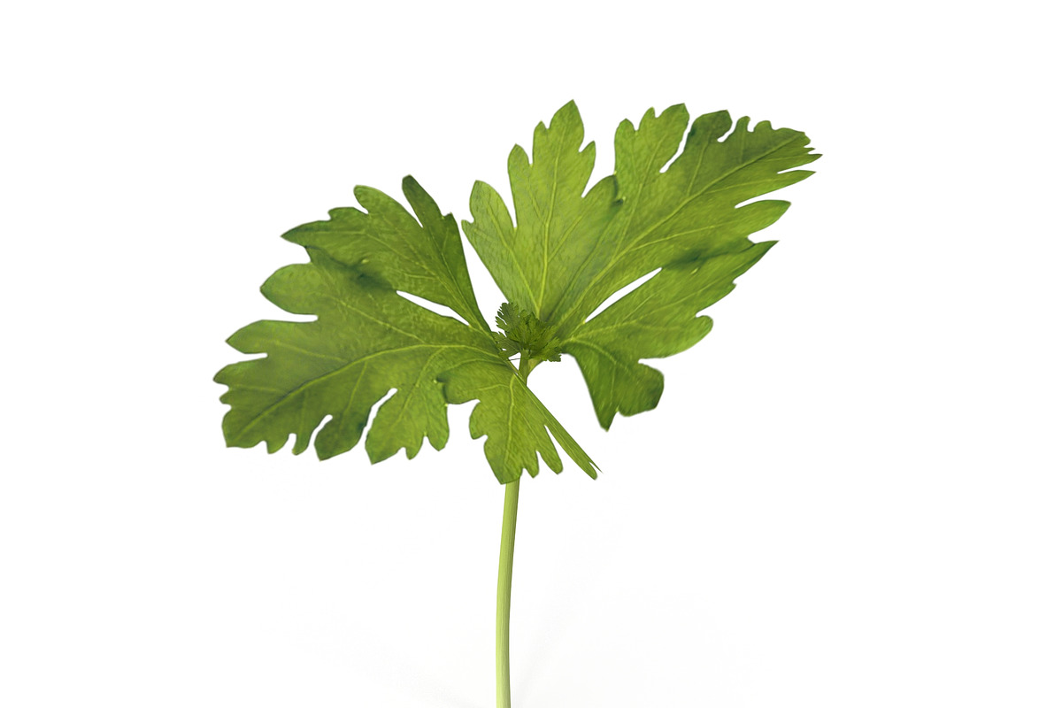 Celery, an Environmental 3D Model by AndrewWhite (Photo 5 of 9)