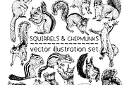 Squirrels & chipmunks illustrations, an Animal Illustration by Renée from Studio neetje (Thumbnail 1 of 4)