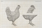 Vintage Poultry Farm Animal Set, an Animal Illustration by Kusumaillustration (Thumbnail 4 of 11)
