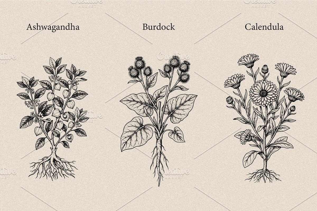30 Medicinal Herbs & Plants, a Decorative Illustration by Gonez Studio (Photo 3 of 19)