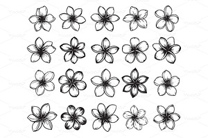 Plumeria, Frangipani flowers., an Object Illustration by yod67