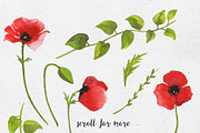 Poppy flowers. Watercolor collection, a Decorative Illustration by Maria's little shop (Thumbnail 2 of 8)
