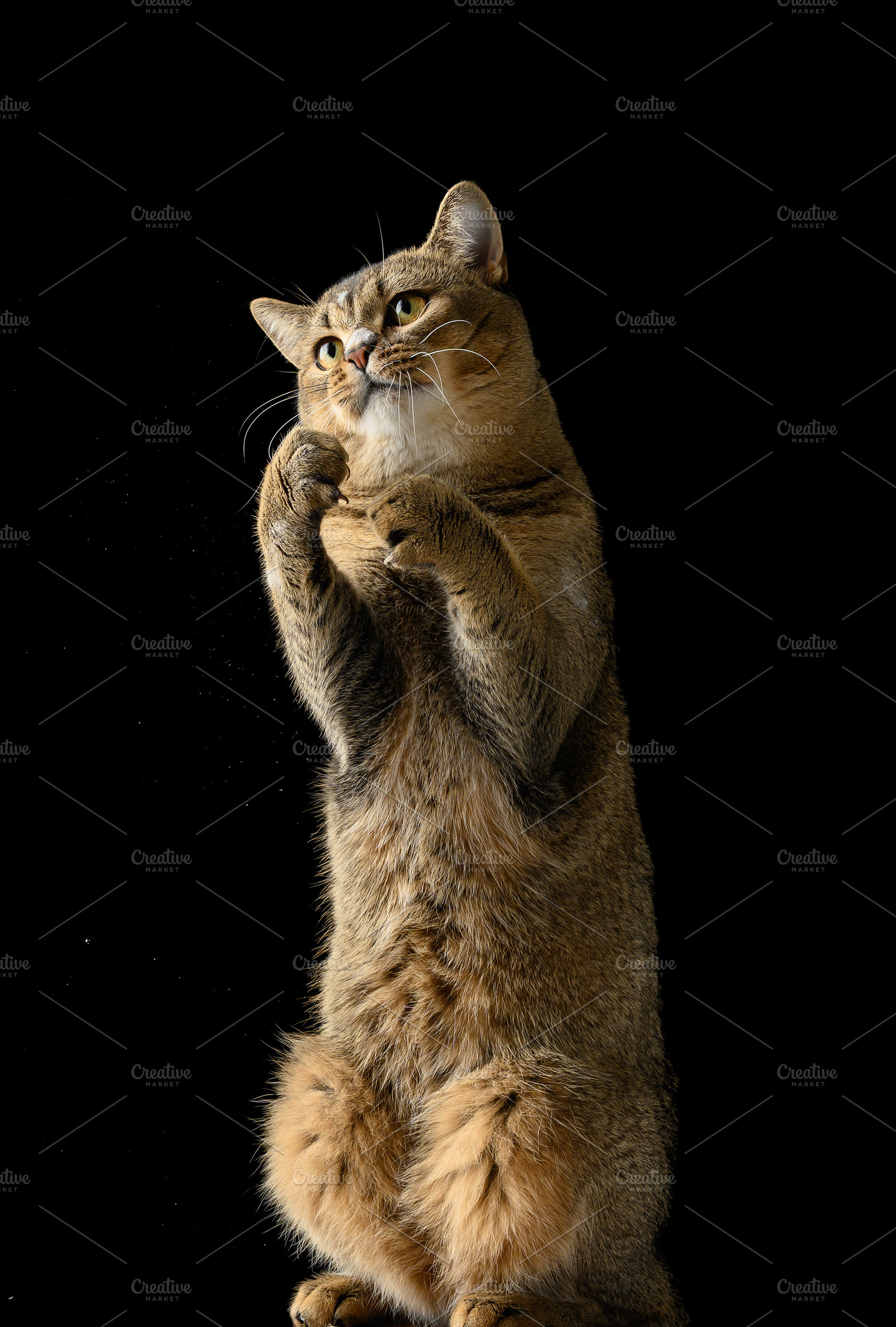 An adult gray straight-eared cat standing on its hind legs with, an Animal Photo by ndanko