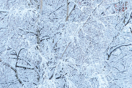 snowy forest close up texture backgr