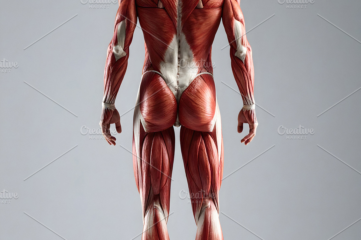 Anatomical illustration of human muscular system back view preci, a Health & Medical Photo by GoodGoods (Photo 1 of 2)