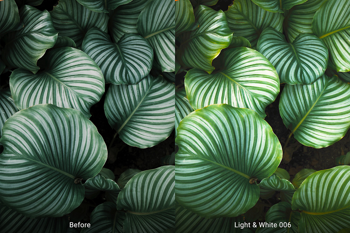 Fresh & White Lightroom Collection, an Action Add-On by Andit themes (Photo 6 of 11)