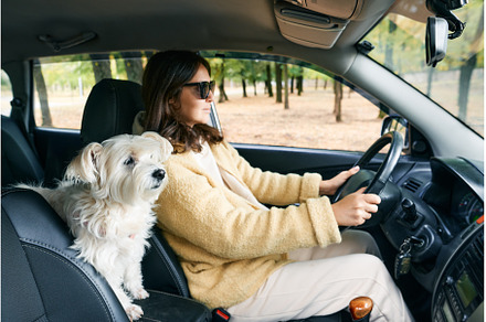 Young woman driving a car with her, an Animal Photo by Gladkov photography