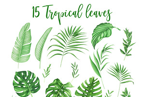 Tropical Leaves And Flowers Clipart