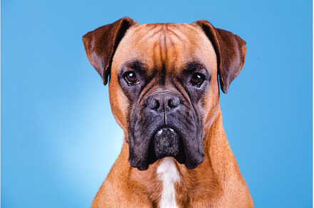 Boxer dog in the photo studio on, an Animal Photo by Daniel Megias