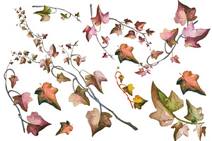 Ivy Branches Watercolor Set