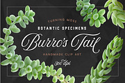 Succulent Burro's Tail Isolated, an Object Graphic by Turning Moss (Thumbnail 2 of 6)