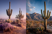 105 Desert Cactus Stock Photos, a Nature Photo by Incomelion (Thumbnail 3 of 16)