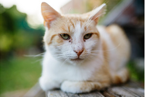 Domestic ginger cat resting outdoors, an Animal Photo by HalfPoint