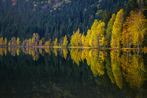 Autumn scenery with colorful trees, a Nature Photo by Alpine Dreams