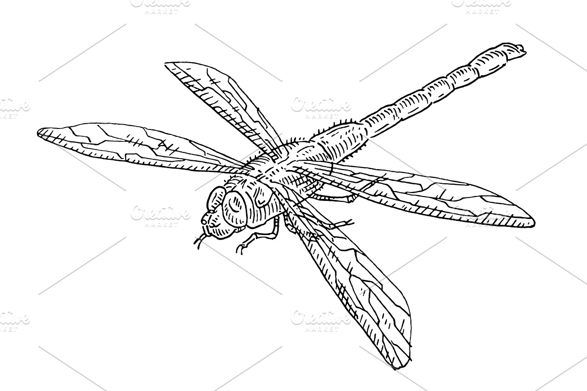 Dragonfly. Vintage hatching, an Animal Illustration by MoreVector