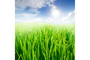 50 Fields background Set 01, a Texture Graphic by FWStudio (Thumbnail 7 of 13)