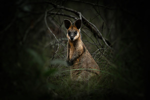 Swamp Wallaby or Wallabia bicolor, an Animal Photo by Rob D Animal Photography