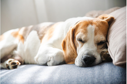 A Beagle dog is peacefully sleeping