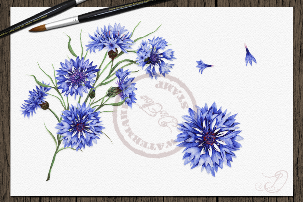 Cornflower illustration, an Illustration by DioFlow (Photo 5 of 5)