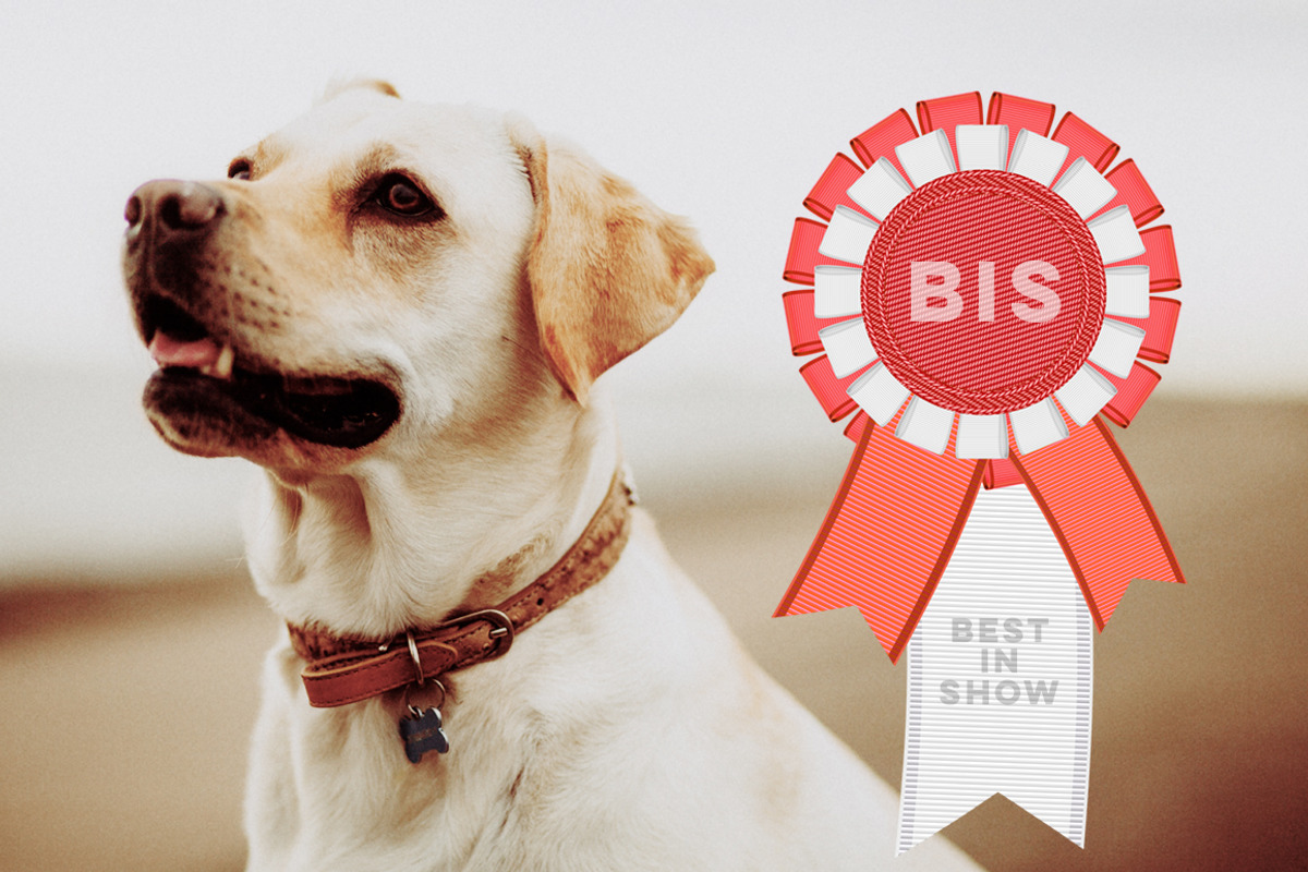 26 Rosettes PNG + Freebie, an Object Graphic by lissius (Photo 7 of 7)