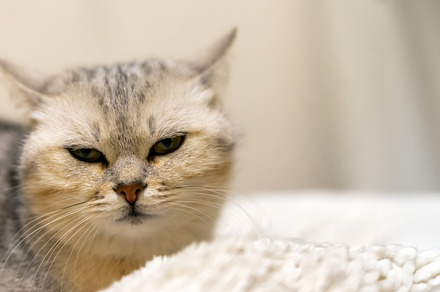 Close-up of a silver tabby cat lying on a soft white blanket, wi