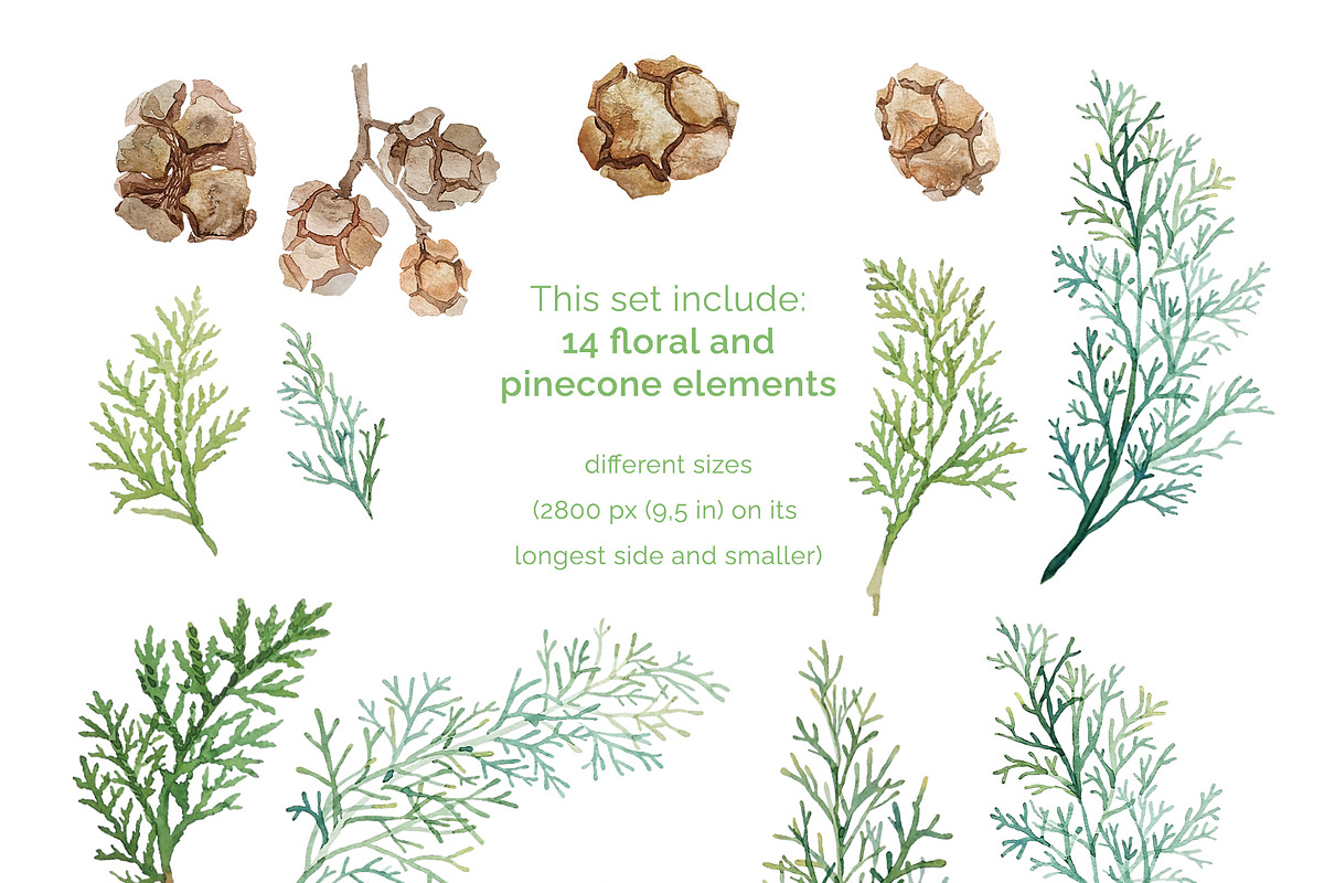 Winter greenery floral clipart, a Decorative Illustration by My Wondercolor (Photo 3 of 6)