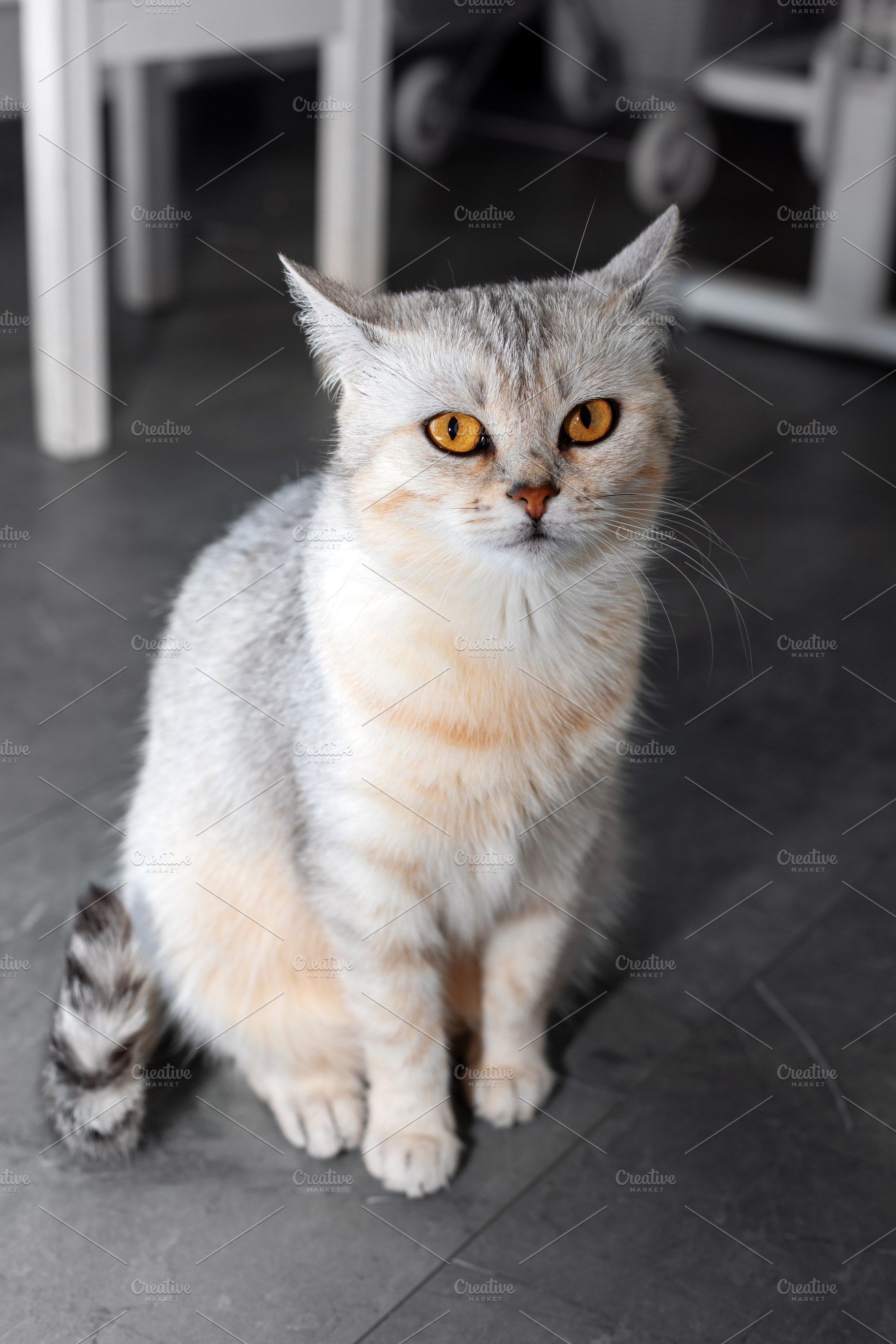 Full-body view of a light gray cat with golden eyes sitting upri, an Animal Photo by Ales Munt
