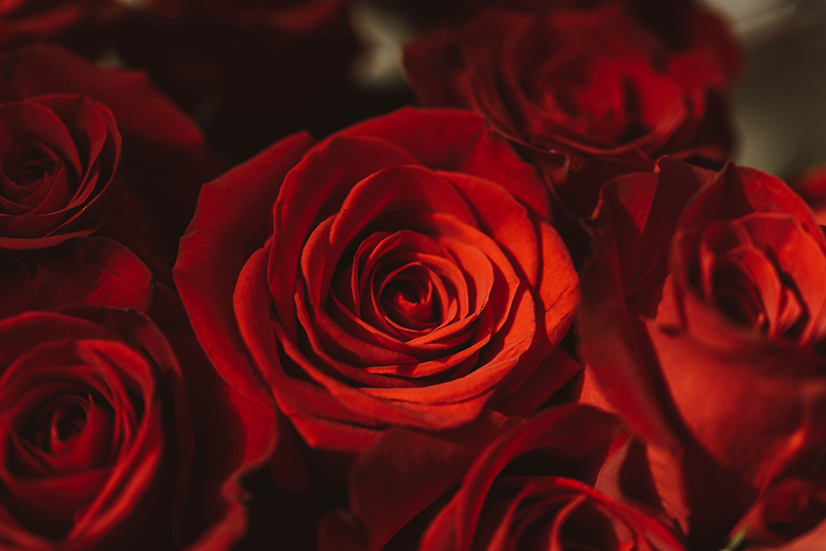 Red roses stock photo containing rose and roses, a Nature Photo by Chelsea Victoria (Photo 1 of 2)