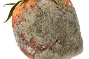 Spoiled strawberries covered with thick white and grey mold, a Food & Drink Photo by ndanko