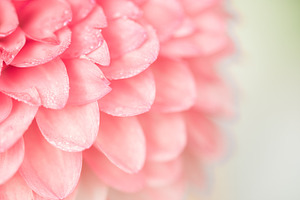 Dew drop on dahlia