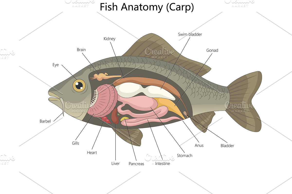 Internal Anatomy of a Carp Fish, an Animal Illustration by AlexArt