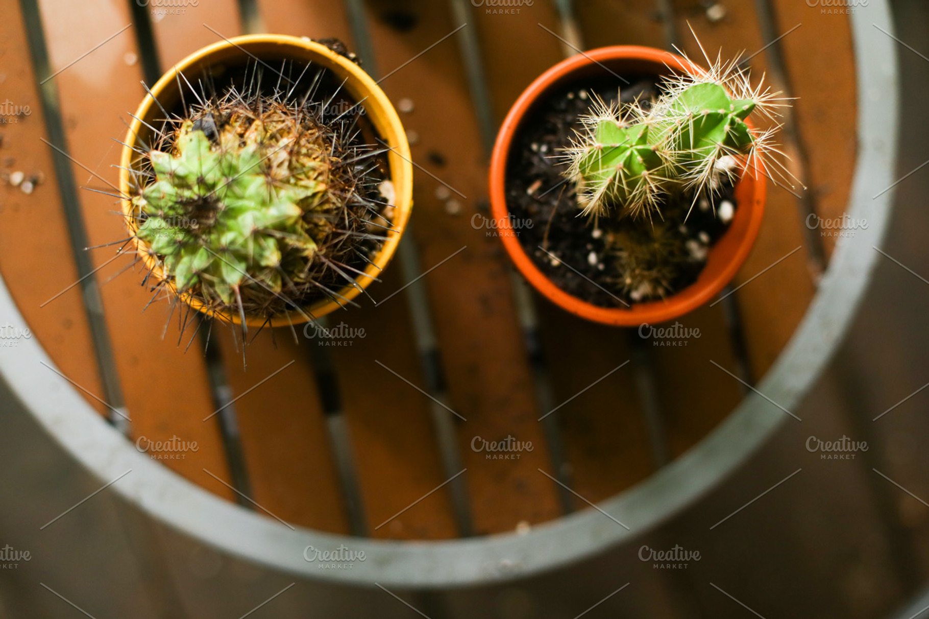 Cacti containing cacti, cactus, and succulent, a Nature Photo by lauracola