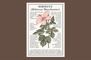 Set Flowers Hibiscus Cicada Card