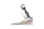 Puffins Seabird  paintings clipart, an Illustration by Doggy Days (Thumbnail 6 of 6)