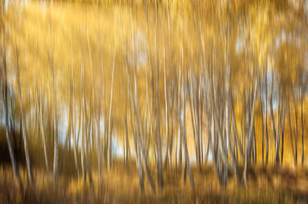 Autumn birch forest with sunshine., a Nature Photo by Eugene_Photo
