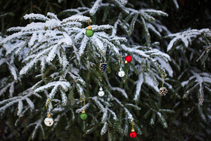 Christmas snow covered fir branches