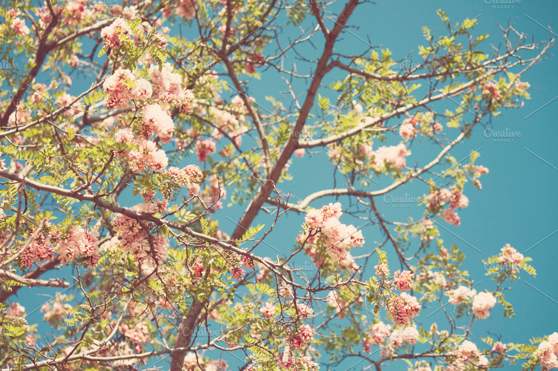 Blossom Stock Photo