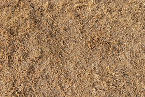 Brown grass, a Wallpaper Photo by KYNA STUDIO