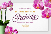 Realistic Orchid Flowers - Isolated, an Object Graphic by Turning Moss (Thumbnail 1 of 6)