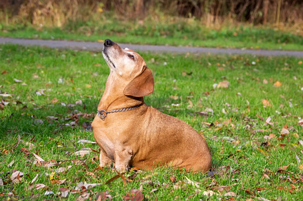 dog dachshund lying on the grass.., an Animal Photo by AlexBush