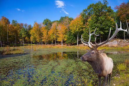 On the hill near the lake is deer antlered, a Nature Photo by kavram